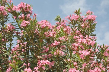 Wunderschön rosa blühender Orleander am Mittelmeer