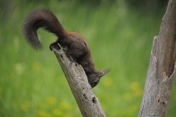 Scoiattolo comune Eurasiatico (Sciurus vulgaris)