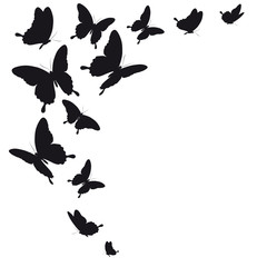 black butterfly, isolated on a white