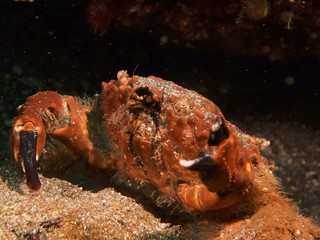 Japans underwater world