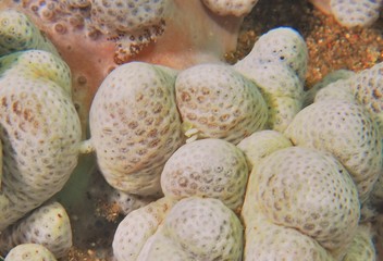 Japans underwater world