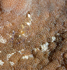 Japans underwater world