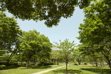  Fresh green park