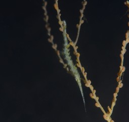 Japans underwater world