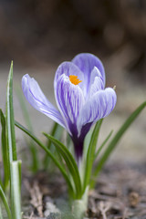 Crocus vernus in bloom, violet purple white striped ornamental springtime flower in the garden