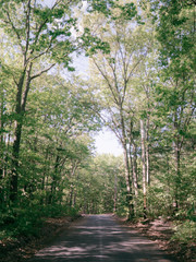 Fototapeta na wymiar road through the woods