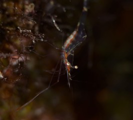 Japanese Ocean life