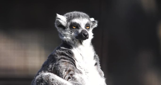 a funny fluffy lemur basking in the sun and sniffs at the smells