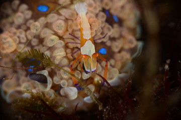 Japanese Ocean life