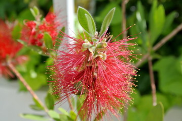 Bottlebrush with spinach