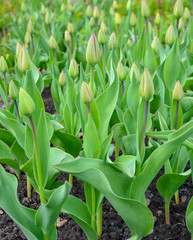 unopened buds of a tulip in a park on a flower bed