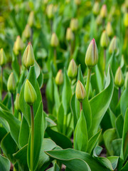 unopened buds of a tulip in a park on a flower bed