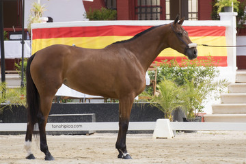 Yegua de raza anglo arabe