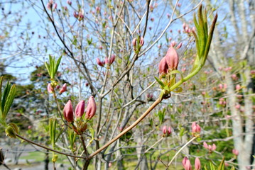 Japanese azalea in the park
