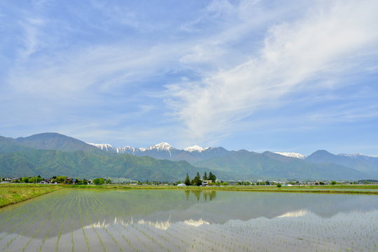安曇野の風景　田植え後