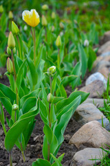 unopened buds of a tulip in a park on a flower bed