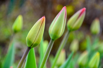 unopened tulip buds