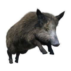 3D Rendering Wild Boar on White