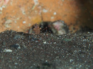 Japanese Ocean life