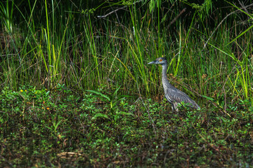 Yellow-crowned night heron in the marsh!