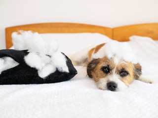 Hund mit zerissenen Kissen