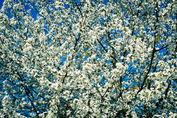 cherry blossom tree on blue sky background