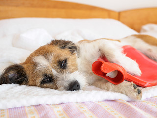 Hund mit Wärmflasche im Arm 
