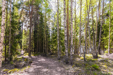 Spring in Finland, lake and forest, sunset, nature photography. Travel.