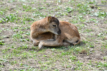 little  Mouflon lamb sitting on the grass close-up	