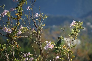 Wild Blue-fronted Amazon parrot in pink trumpet tree (Tabebuia heterophylla)
