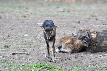 little  Mouflon lamb sitting on the grass close-up	