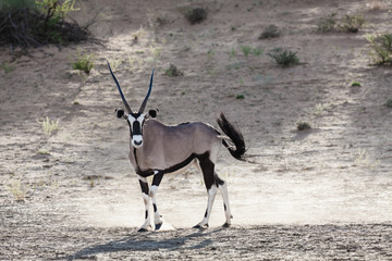 Desert Oryx 