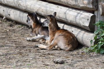 little  Mouflon lamb sitting on the grass close-up	