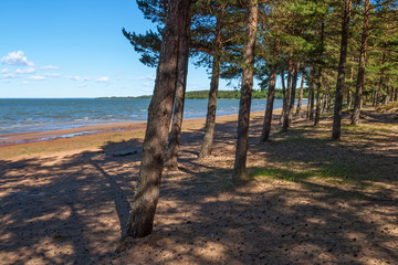 Pine forest on the beach by a lake
