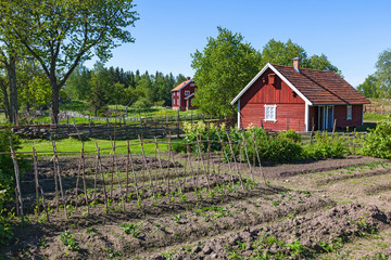 Fototapeta na wymiar Vegetable Garden with country house