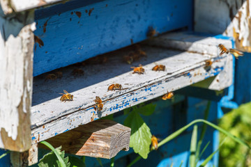 Many bees crawling at the entrance to the hive