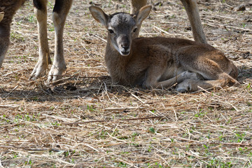 Naklejka na ściany i meble little Mouflon lamb sitting on the grass close-up 
