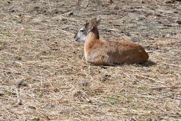 little  Mouflon lamb sitting on the grass close-up	