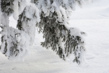 Snow-cowered fir branches. Winter blur background. Frost tree