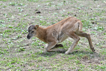 little  Mouflon lamb sitting on the grass close-up	