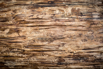 Rustic wood background

