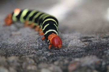 Close-up of the head of a Rasta caterpillar (Pseudosphinx tetrio) with tail in bokeh