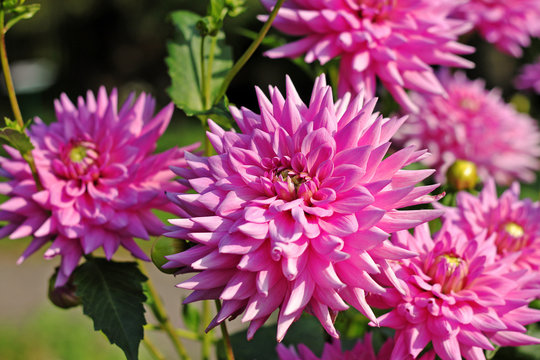 Pink Dahlia flowers