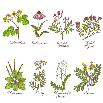 Colored Set of Medicinal Plants in Hand-Drawn Style