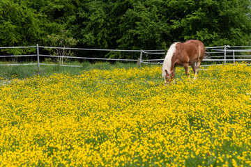 haflinger horse in buttercup blossom meadow