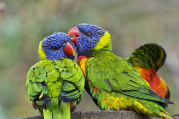 Rainbow lorikeets