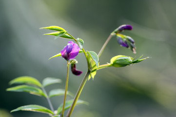 Lathyrus vernus in bloom, early spring vechling flower with blosoom and green leaves