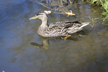Female mallard with brown feathers swimming on small pond in sunlight