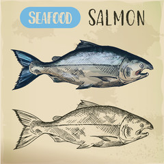 Salmon fish sketch. Hand drawn seafood for menu