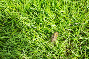 Cicada insect in green grass background